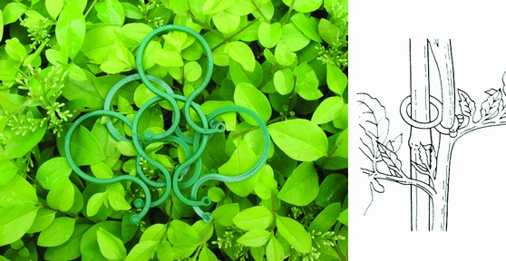 50PCS PLANT RINGS, 60MM